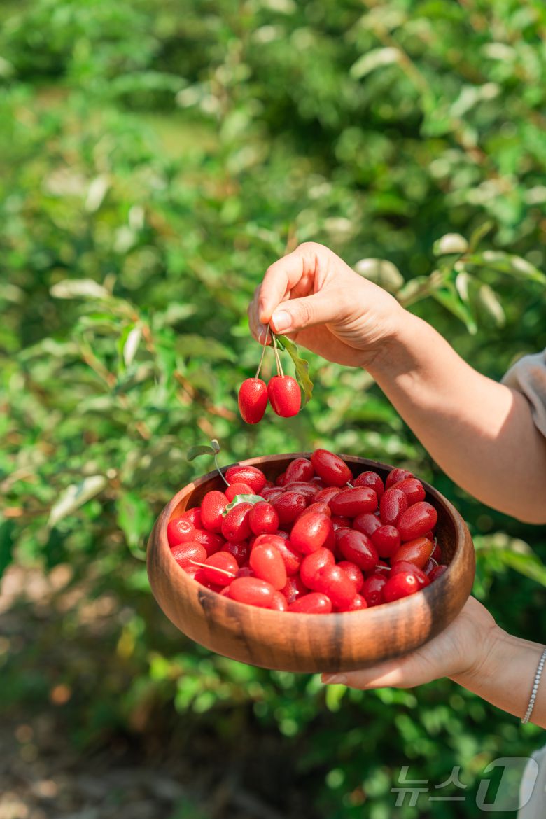 뜰보리수 열매. 뉴스1