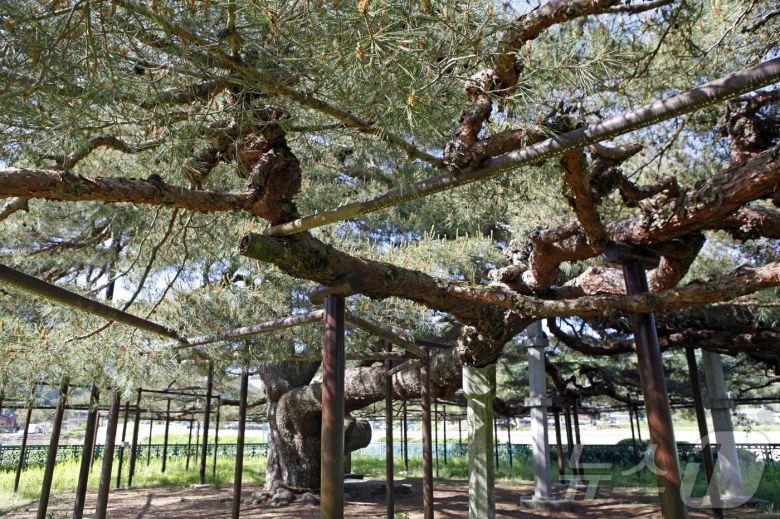 용트림하듯 가지를 뻗은 석송령(한국관광공사 제공)