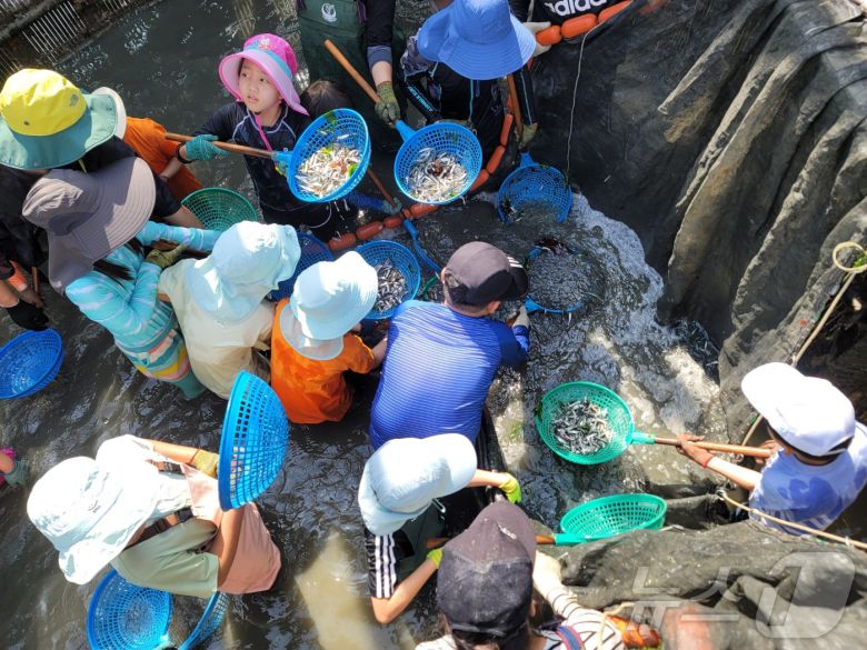 직접 멸치를 잡아보는 특별한 경험, 죽방렴 체험(강병철 바다해설사 제공)