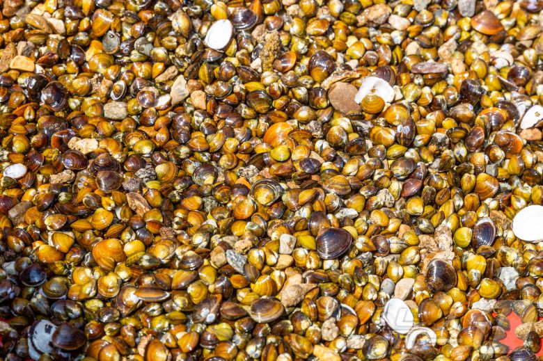 손틀어업으로 채취한 재첩(한국관광공사 제공)