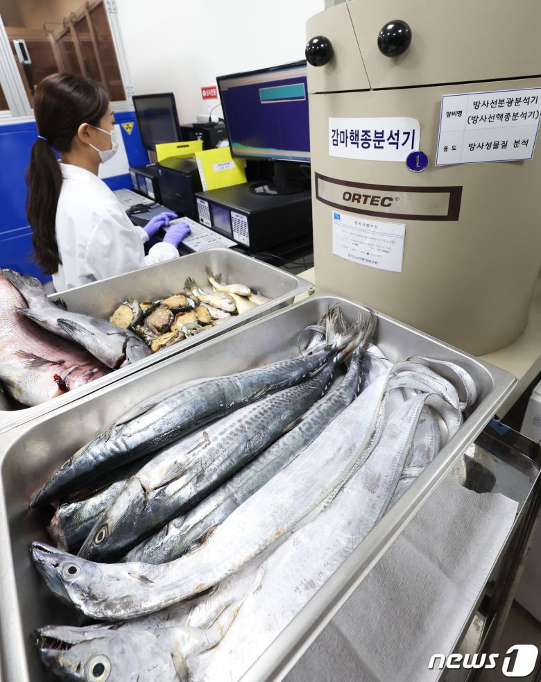 일본이 후쿠시마 원자력발전소에서 발생하는 오염수의 바다 방류를 올해 여름으로 예고하면서 수산물에 대한 관심이 커지고 있는 가운데 15일 오후 경기 수원시 권선구 경기도보건환경연구원에서 농수산물검사부 농수산물안전성검사팀 연구원들이 수산물 방사능 안정성 검사를 하고 있다. (공동취재) 2023.6.15/뉴스1 ⓒ News1 김영운 기자