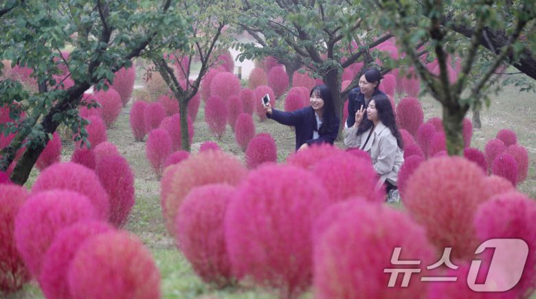 완연한 가을 날씨를 보인 11일 오전 경기 용인시 처인구 에버랜드 하늘정원길에 가을을 맞아 코키아(댑싸리)가 붉게 물들어 있다. 2024.10.11/뉴스1 ⓒ News1 김영운 기자