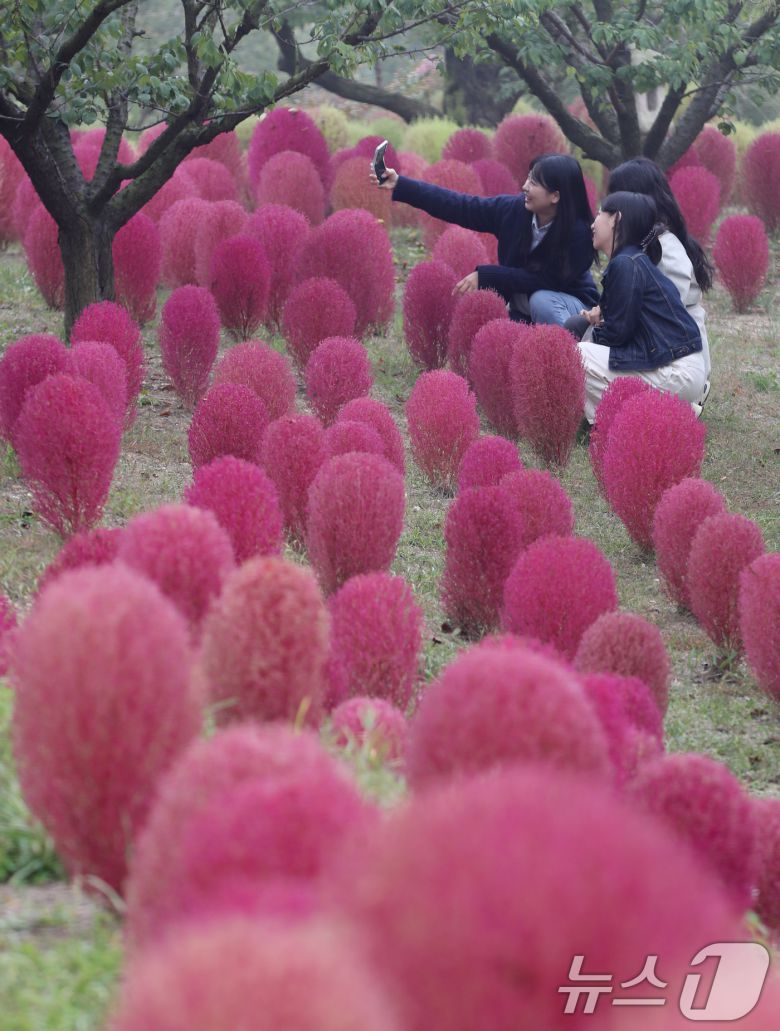 완연한 가을 날씨를 보인 11일 오전 경기 용인시 처인구 에버랜드 하늘정원길에 가을을 맞아 코키아(댑싸리)가 붉게 물들어 있다. 2024.10.11/뉴스1 ⓒ News1 김영운 기자