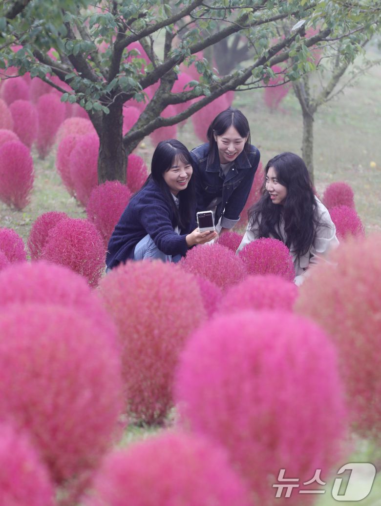 완연한 가을 날씨를 보인 11일 오전 경기 용인시 처인구 에버랜드 하늘정원길에 가을을 맞아 코키아(댑싸리)가 붉게 물들어 있다. 2024.10.11/뉴스1 ⓒ News1 김영운 기자