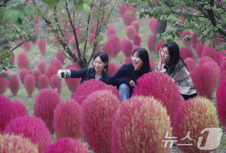 완연한 가을 날씨를 보인 11일 오전 경기 용인시 처인구 에버랜드 하늘정원길에 가을을 맞아 코키아(댑싸리)가 붉게 물들어 있다. 2024.10.11/뉴스1 ⓒ News1 김영운 기자