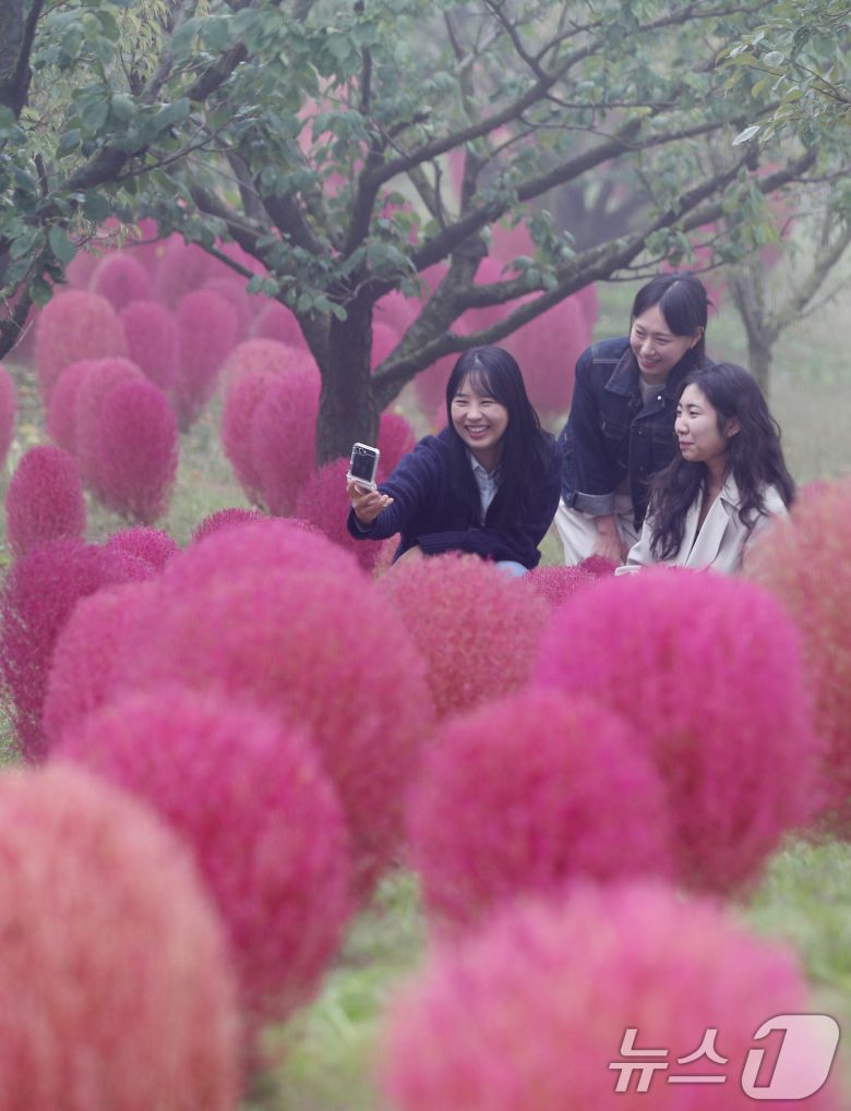 완연한 가을 날씨를 보인 11일 오전 경기 용인시 처인구 에버랜드 하늘정원길에 가을을 맞아 코키아(댑싸리)가 붉게 물들어 있다. 2024.10.11/뉴스1 ⓒ News1 김영운 기자