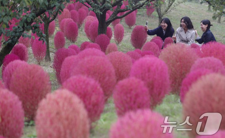 완연한 가을 날씨를 보인 11일 오전 경기 용인시 처인구 에버랜드 하늘정원길에 가을을 맞아 코키아(댑싸리)가 붉게 물들어 있다. 2024.10.11/뉴스1 ⓒ News1 김영운 기자