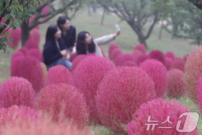 완연한 가을 날씨를 보인 11일 오전 경기 용인시 처인구 에버랜드 하늘정원길에 가을을 맞아 코키아(댑싸리)가 붉게 물들어 있다. 2024.10.11/뉴스1 ⓒ News1 김영운 기자