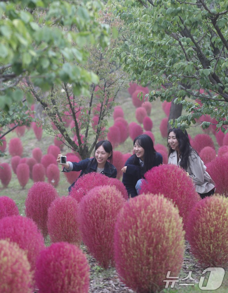 완연한 가을 날씨를 보인 11일 오전 경기 용인시 처인구 에버랜드 하늘정원길에 가을을 맞아 코키아(댑싸리)가 붉게 물들어 있다. 2024.10.11/뉴스1 ⓒ News1 김영운 기자