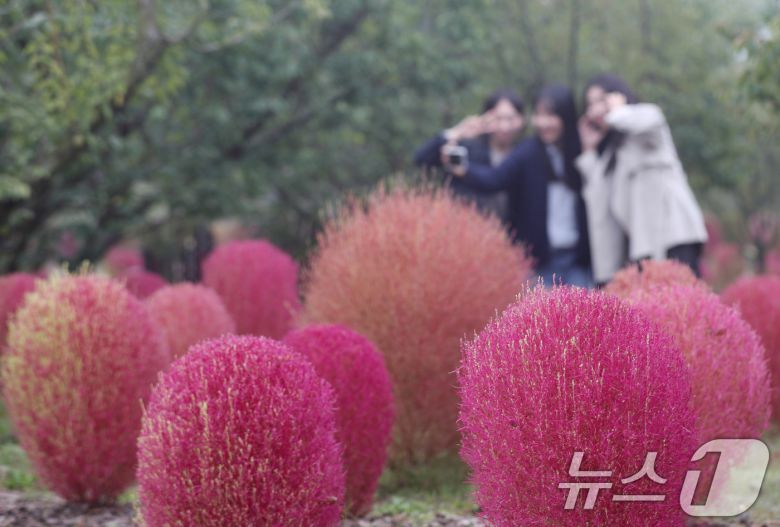 완연한 가을 날씨를 보인 11일 오전 경기 용인시 처인구 에버랜드 하늘정원길에 가을을 맞아 코키아(댑싸리)가 붉게 물들어 있다. 2024.10.11/뉴스1 ⓒ News1 김영운 기자