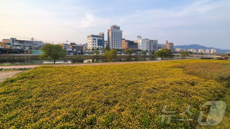 보령 대천천 전경/뉴스1