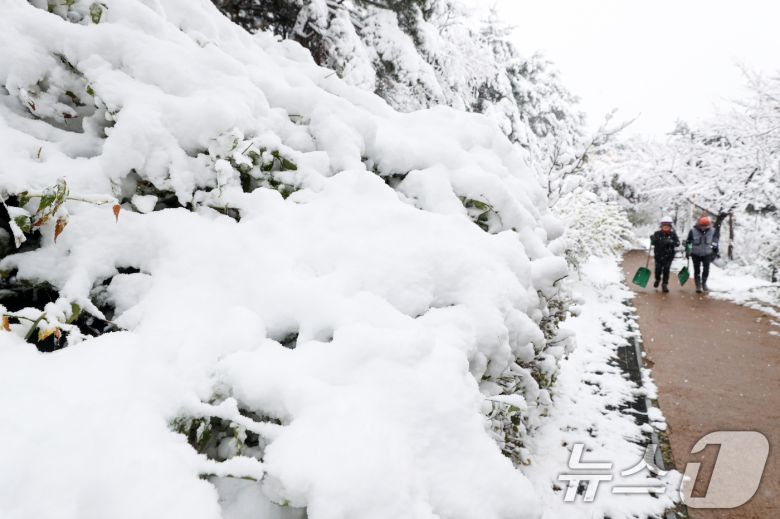 많은 눈이 내린 27일 오후 서울 종로구 낙산공원에 눈이 쌓여있다. 이날은 서울에 공식적으로 16㎝가 넘는 눈이 쌓여 1907년 근대적인 기상관측을 시작한 이래 117년 만에 11월엔 가장 많은 눈이 쌓인 것으로 나타났다. 오전 10시 기준, 서울의 공식적인 '일 최고 적설'(일 최심 적설)은 16.5㎝로 나타났다. 서울의 공식적인 적설 기록은 종로구 송월동 서울기상관측소의 측정값을 활용한다. 2024.11.27/뉴스1 ⓒ News1 이승배 기자