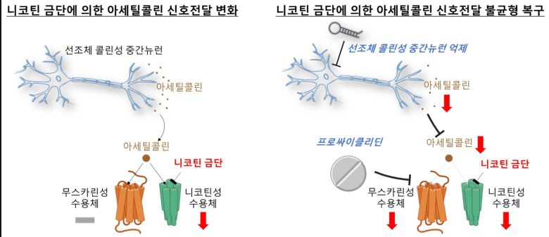 (한국과학기술연구원 제공)