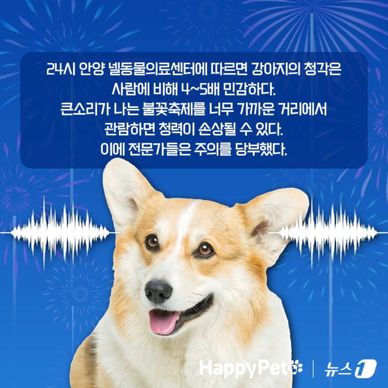 불꽃놀이 펫카드 ⓒ 뉴스1