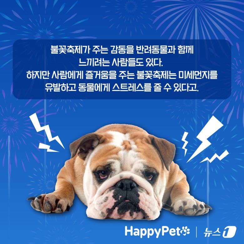 불꽃놀이 펫카드 ⓒ 뉴스1