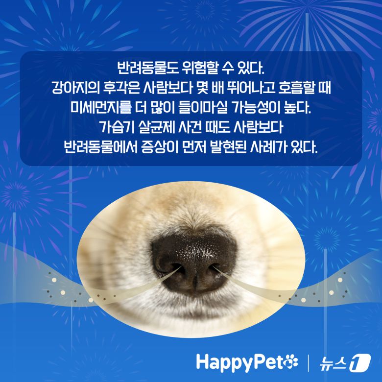 불꽃놀이 펫카드 ⓒ 뉴스1