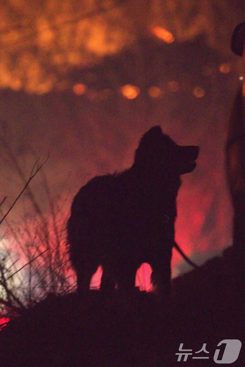 22일 오후 10시쯤 의성 대형산불로 집을 잃은 강아지가 타오르는 산을 바라보고 있다. 2025.3.22/뉴스1 ⓒ News1 신성훈 기자