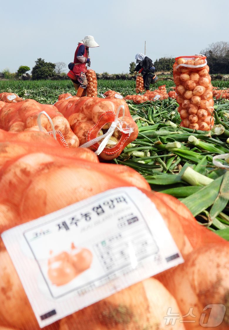 26일 오전 제주 서귀포시 대정읍 신도리의 한 양파밭에서 농민들이 조생종(일찍 성숙하는 품종) 양파를 수확해 출하하고 있다. 달고 아삭한 제주산 조생종 양파는 전국에서 가장 먼저 출하된다. 2025.3.26/뉴스1 ⓒ News1 오미란 기자