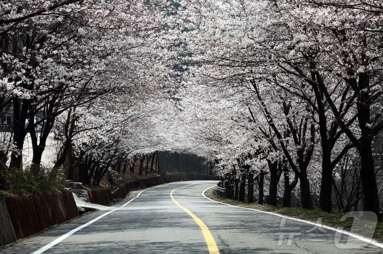 1200여 그루의 벚나무가 심어진 하동 십리벚꽃길(하동군 제공)