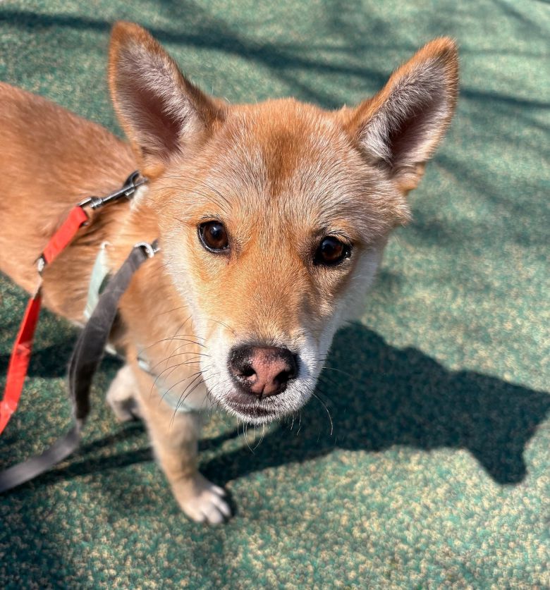 사람에게 매우 친근한 성격의 제니(서울동물복지지원센터 제공) ⓒ 뉴스1