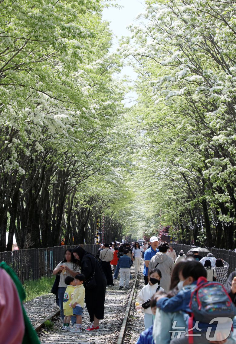 26일 전북자치도 전주시 팔복동 철길이 '2025 전주 이팝나무 축제'를 찾은 시민들과 관광객들로 북적이고 있다. 2025.4.26/뉴스1 ⓒ News1 유경석 기자