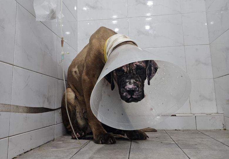 현재 살아남은 개들은 신체적 치료뿐만 아니라 사람에 대한 신뢰를 다시 쌓는 데에도 많은 시간이 필요한 상태다(휴메인 월드 포 애니멀즈 제공). ⓒ 뉴스1