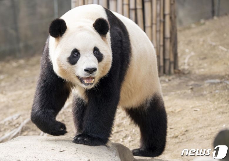 중국으로 떠나기 전 에버랜드 시절 푸바오의 모습. (삼성물산 제공) 2024.2.19/뉴스1