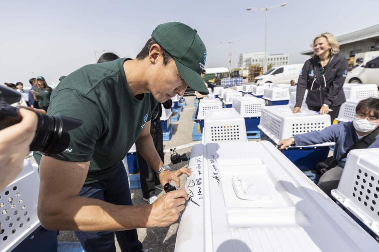 다니엘 헤니가 미국으로 이송되는 구조견들의 케이지에 메시지를 적고 있다(휴메인 월드 포 애니멀즈 제공). ⓒ 뉴스1