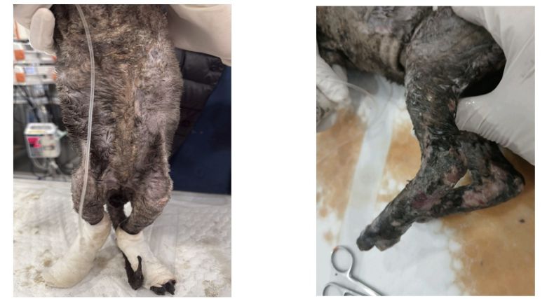 초기 2도 화상으로 심각해 보이지 않았던 고양이. 시간이 지나며 괴사된 피부가 탈락하며 부위가 넓어지고 전신 염증으로 상태가 악화했다(로얄동물메디컬센터 제공). ⓒ 뉴스1