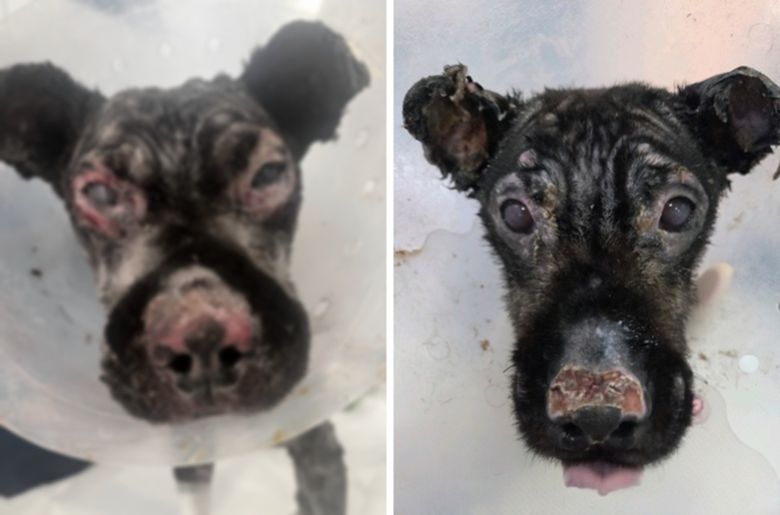 붕대 등 처치가 쉽지 않은 안면부 화상을 입은 개. 연고 드레싱과 각막 손상 예방을 위한 렌즈 장착, 안검성형술을 진행한 결과 상태가 호전되고 있다(로얄동물메디컬센터 제공) ⓒ 뉴스1