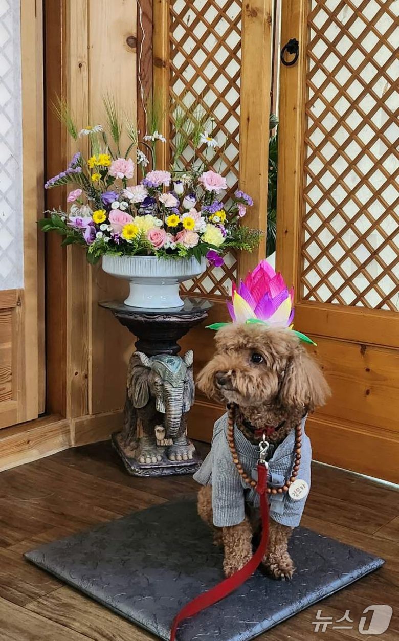 지난 24일 충북 증평 미륵사에서 열린 '댕플스테이'에 참가한 반려견이 연꽃 모자를 쓰고 있다.(증평군 제공, 재판매 및 DB금지)/뉴스1