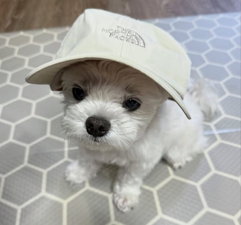 7살 몰티즈 크림이 (인스타그램 creammy_fresh 제공) ⓒ 뉴스1