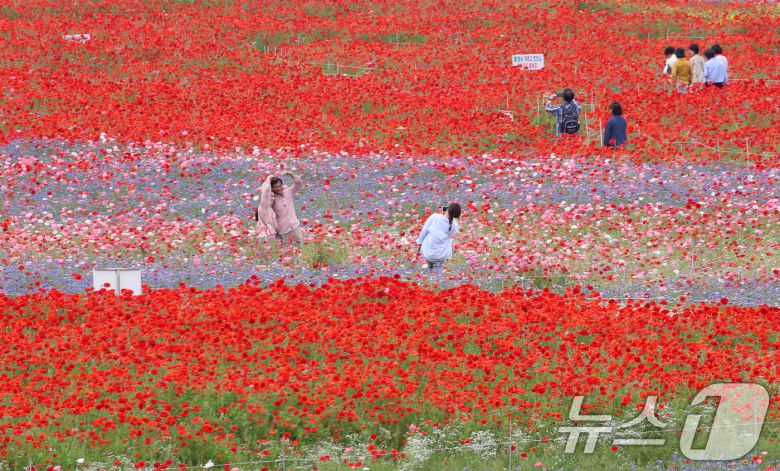 초여름 더위가 한풀 꺾이고 선선한 날씨를 보인 23일 경남 함안군 악양둑방 둔치에 조성된 봄꽃 경관단지를 찾은 관광객들이 활짝 핀 양귀비와 수레국화를 감상하고 있다. 2025.5.23/뉴스1 ⓒ News1 윤일지 기자