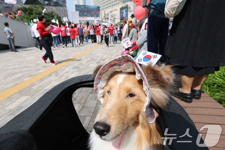 김문수 국민의힘 대통령 후보가 1일 경기 수원컨벤션센터 광장에서 열린 유세에서 지지를 호소하는 가운데 반려견이 태극기 머리띠를 하고 있다. (공동취재) 2025.6.1/뉴스1 ⓒ News1 이광호 기자
