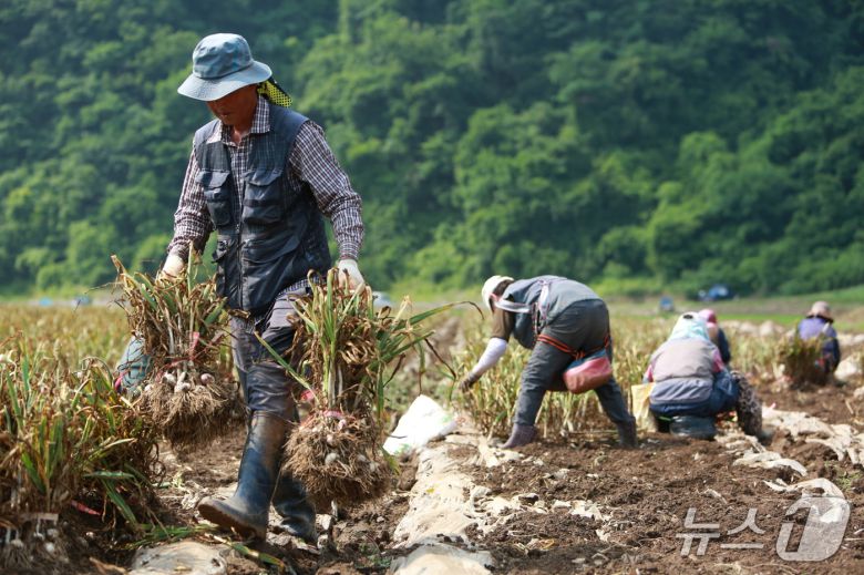 농민들이 단양군 어상천면의 한 마늘밭에서 마늘을 옮기고 있다.2025.6.18./뉴스1 ⓒ News1 손도언 기자