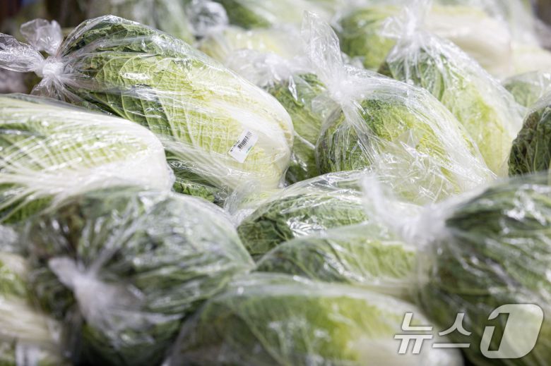 여름배추 출하량이 줄면서 가격이 일주일 새 15%가량 뛰어 7000원대를 목전에 둔 것으로 나타났다. 19일 한국농수산식품유통공사(aT)에 따르면 이날 배추 소매가격은 포기당 6888원으로 전년(5895원)보다 16.84%, 평년(5699원)보다 20.86% 올랐다. 사진은 20일 서울의 한 대형마트에서 . 2024.8.20/뉴스1 ⓒ News1 이재명 기자