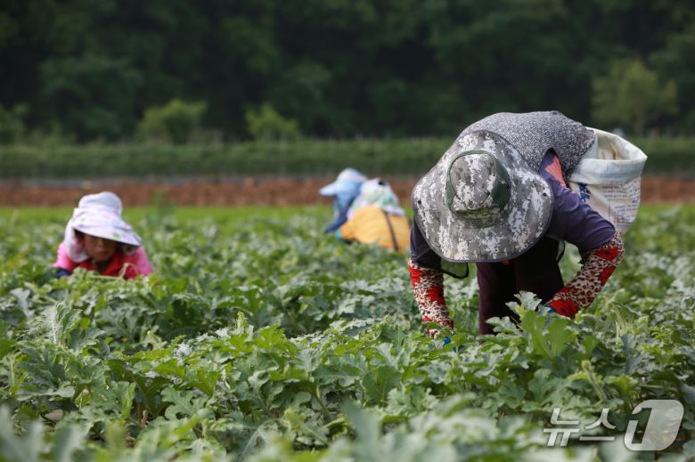단양군 어상천면 주민이 노지 수박밭에서 수박 순을 따고 있다.(단양군 제공. 재판매 및 DB금지)/뉴스1