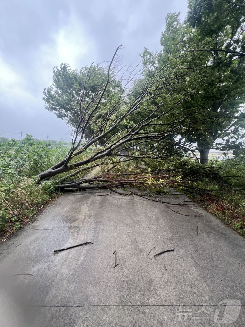 21일 오전 대구 달성 논공읍 금포리의 한 도로 위로 가로수가 비바람에 쓰러져 있다. (대구소방안전본부 제공. 재판매 및 DB 금지) 2025.6.21/뉴스1 ⓒ News1 남승렬 기자