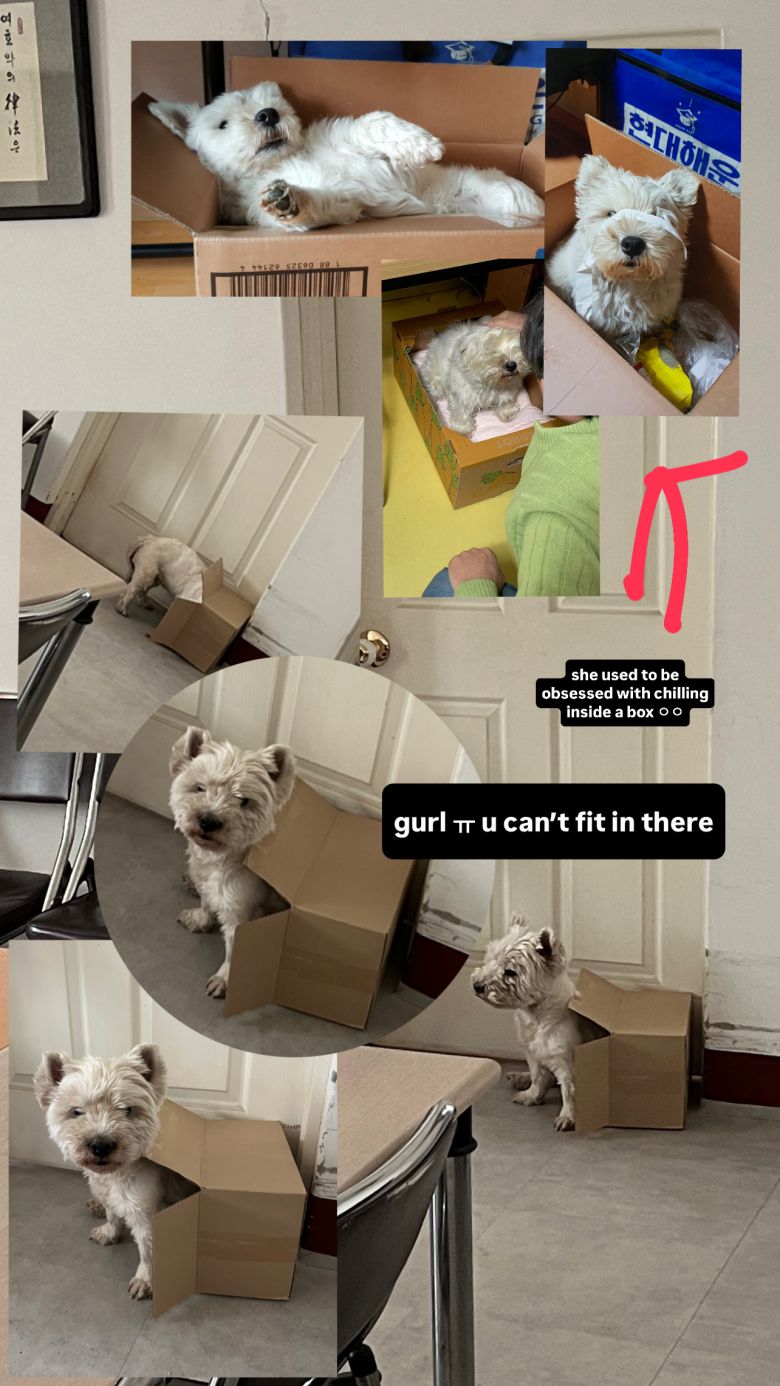 까멍이의 박스 사랑(심서현 제공) ⓒ 뉴스1