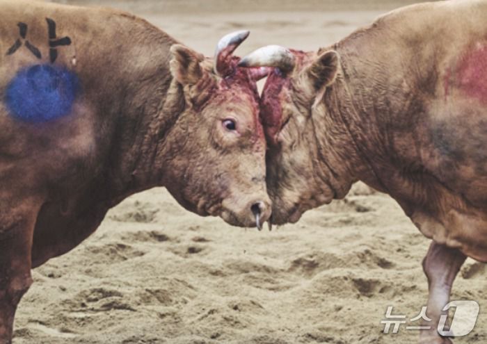 피투성이가 된 채 싸움을 이어가고 있는 소들(동물해방물결 제공) ⓒ 뉴스1