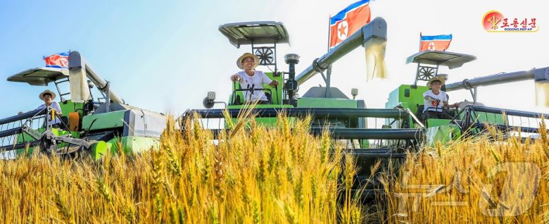 (평양 노동신문=뉴스1) = 북한 노동당 기관지 노동신문은 27일 "각지 농업부문 일꾼(간부)들과 근로자들이 애써 가꾼 밀, 보리를 허실없이 거두어들이기 위해 분발해 나섰다"라고 보도했다. 사진은 정주시 일해농장. [국내에서만 사용가능. 재배포 금지. DB 금지. For Use Only in the Republic of Korea. Redistribution Prohibited] rodongphoto@news1.kr