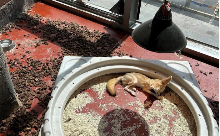 몸을 피할 수 있는 은신처와 직사광선을 회피할 수 있는 그늘이 제공되지 않은 사막여우 사육장(어웨어 제공) ⓒ 뉴스1