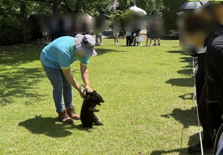 목줄이 채워져 체험에 동원된 새끼 반달가슴곰(어웨어 제공) ⓒ 뉴스1