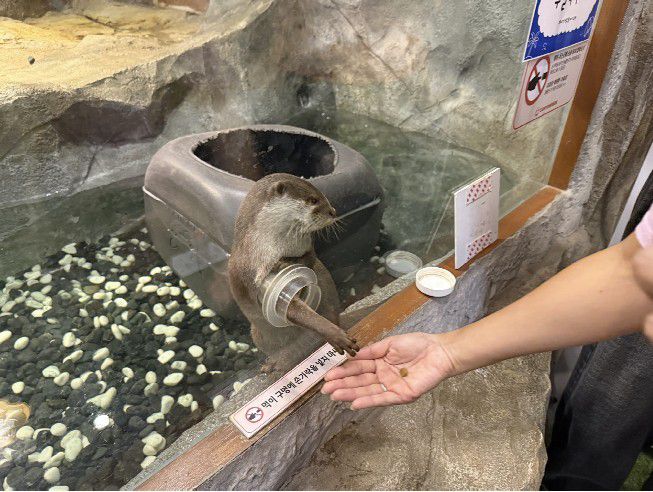 국내 한 동물원의 수달 먹이주기 체험에서 수달이 앞발을 내밀어 먹이를 구걸하는 모습(어웨어 제공) ⓒ 뉴스1