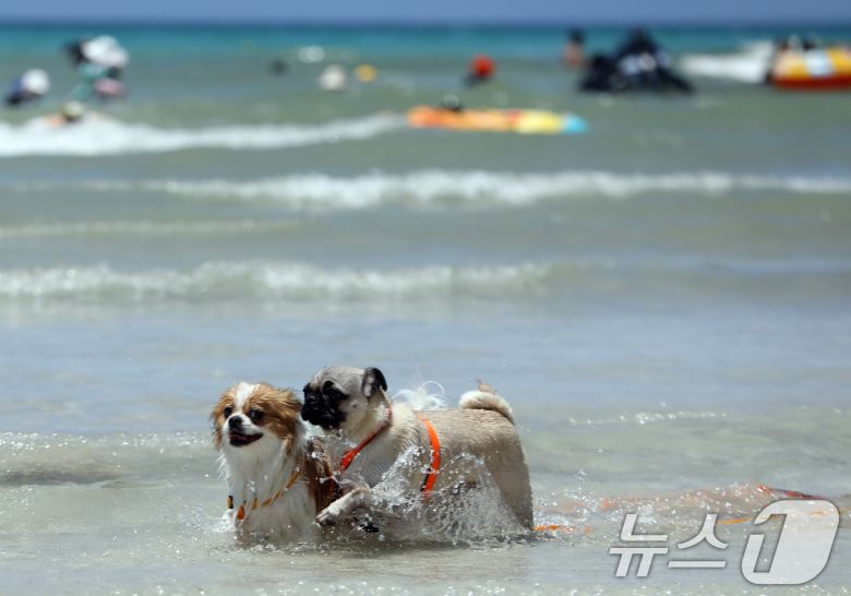전국에 폭염특보가 발효된 6일 오후 제주시 함덕해수욕장 내 반려견 동반 해변인 '함도그비치'에서 반려견들이 물놀이를 하고 있다.2025.7.6/뉴스1 ⓒ News1 고동명 기자