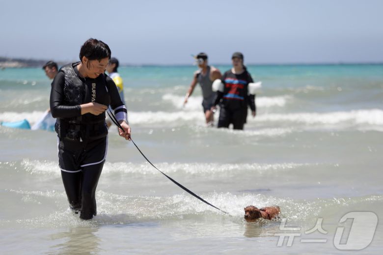전국에 폭염특보가 발효된 6일 오후 제주시 함덕해수욕장 내 반려견 동반 해변인 '함도그비치'에서 반려인들이 반려견과 함께 물놀이를 하고 있다.2025.7.6/뉴스1 ⓒ News1 고동명 기자