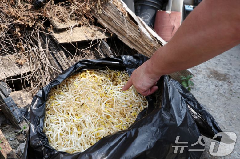 12일째 폭염특보가 이어지고 있는 8일 광주 광산구의 한 콩나물 재배사 실내 온도가 25도 이상을 보이며 생육이 부진한 콩나물의 모습. 2025.7.8/뉴스1 ⓒ News1 이승현 기자