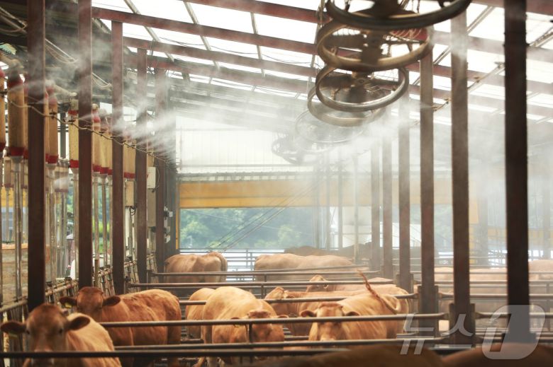 연일 폭염이 이어지는 8일 충북 제천시 봉양읍 명암리에 위치한 한우 축사에 살수시설이 풀 가동되고 있다. 2025.7.8./뉴스1 ⓒ News1 손도언 기자