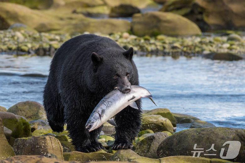 브리티시 컬럼비아 주(Destination BCYuri Choufour 제공)