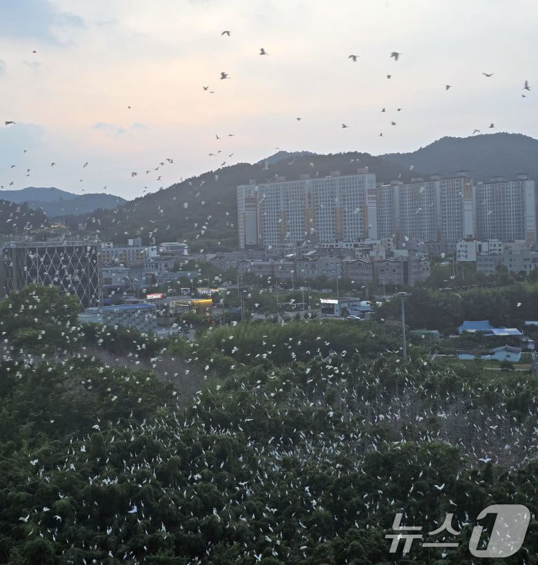 전남 나주 송월동의 한 아파트 인근에 백로떼가 서식하면서 주민들이 악취와 소음 등 피해를 호소하고 있다. 사진은 아파트에서 바라본 백로떼의 모습.(독자 제공. 재판매 및 DB 금지) 2025.7.9/뉴스1